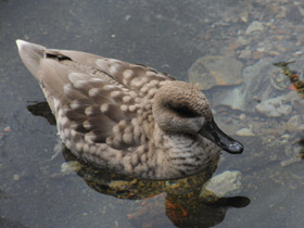 Смотреть фото Мраморный чирок Фото Мраморный чирок