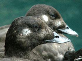 Фото Турпан