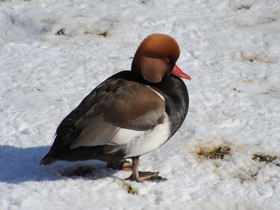 Смотреть фото Красноносый нырок Фото Красноносый нырок
