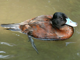 Смотреть фото Аргентинская савка Фото Аргентинская савка