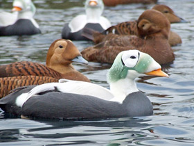 Смотреть фото Очковая гага Фото Очковая гага