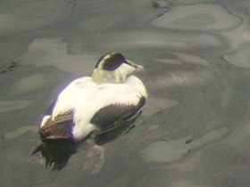 Смотреть фото Обыкновенная гага Фото Обыкновенная гага