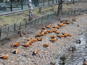 Смотреть фото Обыкновенный огарь Фото Обыкновенный огарь