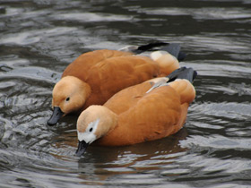 Смотреть фото Обыкновенный огарь Фото Обыкновенный огарь