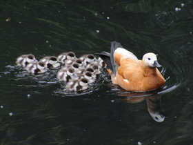 Обыкновенный огарь Обыкновенный огарь