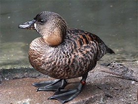 Фото Белоспинная утка