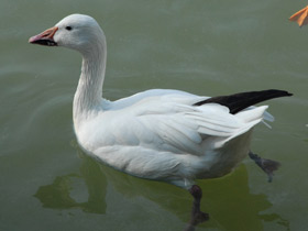 Смотреть фото Белый гусь Фото Белый гусь