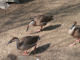 Фото Сухонос