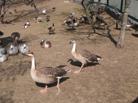 Фото Сухонос