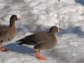 Фото Пискулька