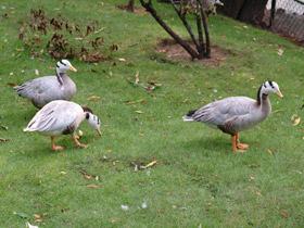 Смотреть фото Горный гусь Фото Горный гусь