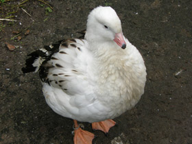 Фото Андский гусь