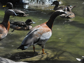 Смотреть фото Сероголовый маггеланов гусь Фото Сероголовый маггеланов гусь