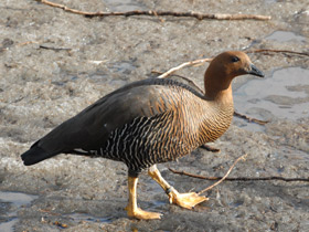Фото Красноголовый магелланов гусь