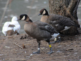 Фото Алеутская казарка