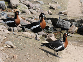 Фото Краснозобая казарка