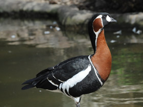 Фото Краснозобая казарка