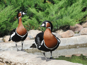 Фото Краснозобая казарка