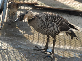 Фото Гавайская казарка