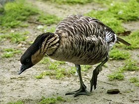 Фото Гавайская казарка