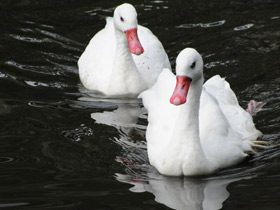 Смотреть фото Коскороба Фото Коскороба