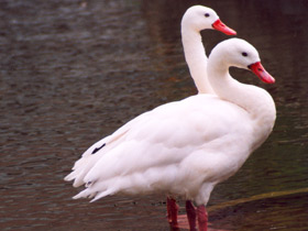 Смотреть фото Коскороба Фото Коскороба