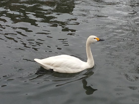 Фото Лебедь-кликун