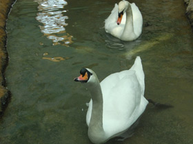 Фото Трудная зимовка лебедей