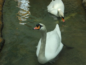 Смотреть фото Лебедь-шипун Фото Лебедь-шипун