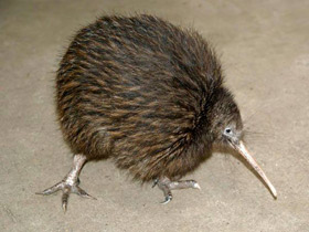 Смотреть фото Южный киви Фото Южный киви