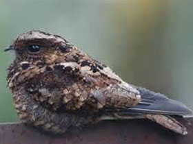 Фото Козодой Пригожина