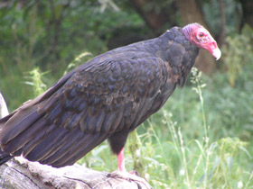 Фото Гриф-индейка