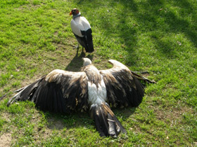 Смотреть фото Королевский гриф Фото Королевский гриф