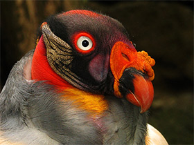 Смотреть фото Королевский гриф Фото Королевский гриф