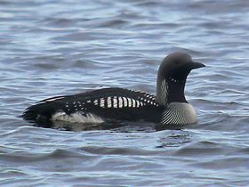 Смотреть фото Чернозобая гагара Фото Чернозобая гагара
