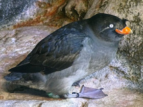 Смотреть фото Большая конюга Фото Большая конюга