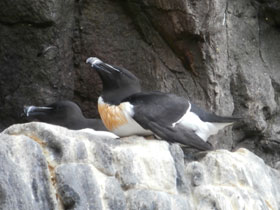 Смотреть фото Гагарка Фото Гагарка