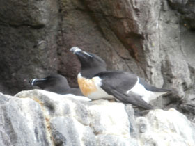 Смотреть фото Гагарка Фото Гагарка