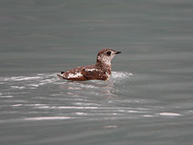 Смотреть фото Короткоклювый пыжик Фото Короткоклювый пыжик