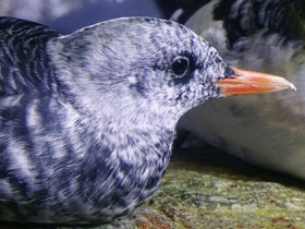 Фото Тихоокеанский чистик