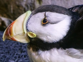 Ипатка Ипатка