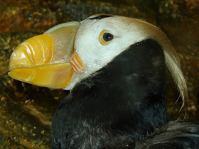 Топорик Топорик