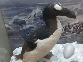 Смотреть фото Бескрылая гагарка Фото Бескрылая гагарка