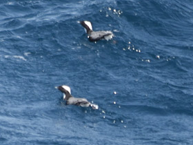 Смотреть фото Хохлатый старик Фото Хохлатый старик