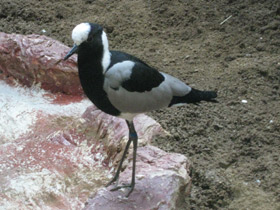 Пигалица-кузнец Пигалица-кузнец