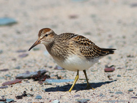Смотреть фото Дутыш Фото Дутыш