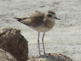 Смотреть фото Каспийский зуёк Фото Каспийский зуёк