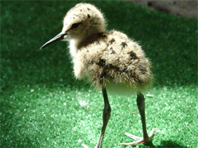 Ходулочник Ходулочник