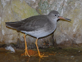 Смотреть фото Травник Фото Травник