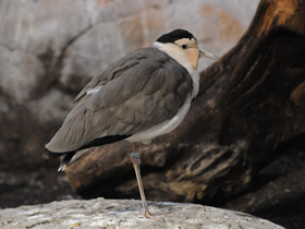 Смотреть фото Солдатский чибис Фото Солдатский чибис